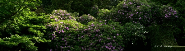 Bois des Moutiers (3) Juin 2012